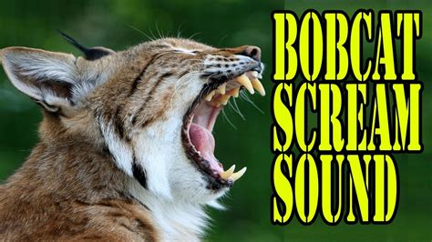 bobcat skid steer noises|why do bobcats scream.